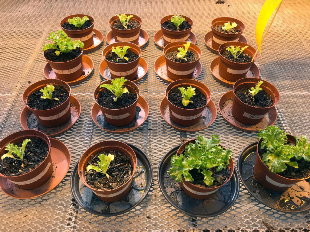 Odlingsexperiment med flera behandlingar av sallat i kruka i växthus